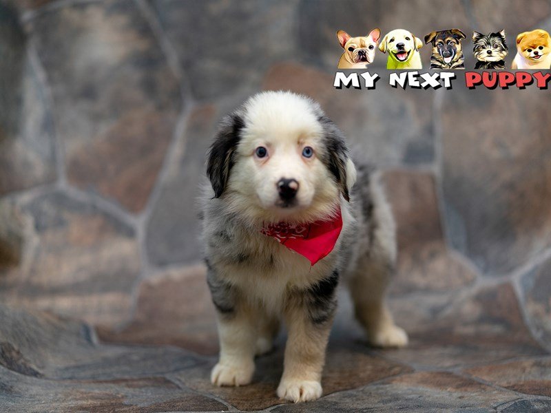 Miniature Australian Shepherd-DOG-Male--2192942-My Next Puppy
