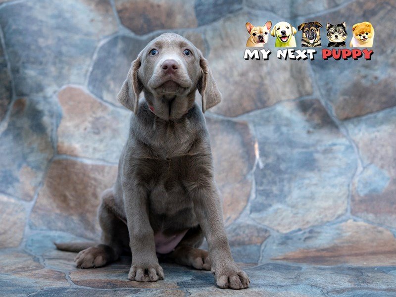 Labrador Retriever-DOG-Female-Silver-2198094-My Next Puppy
