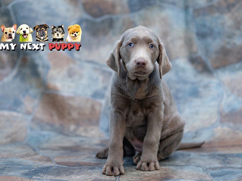 Labrador Retriever-DOG-Male-Silver-2198096-My Next Puppy