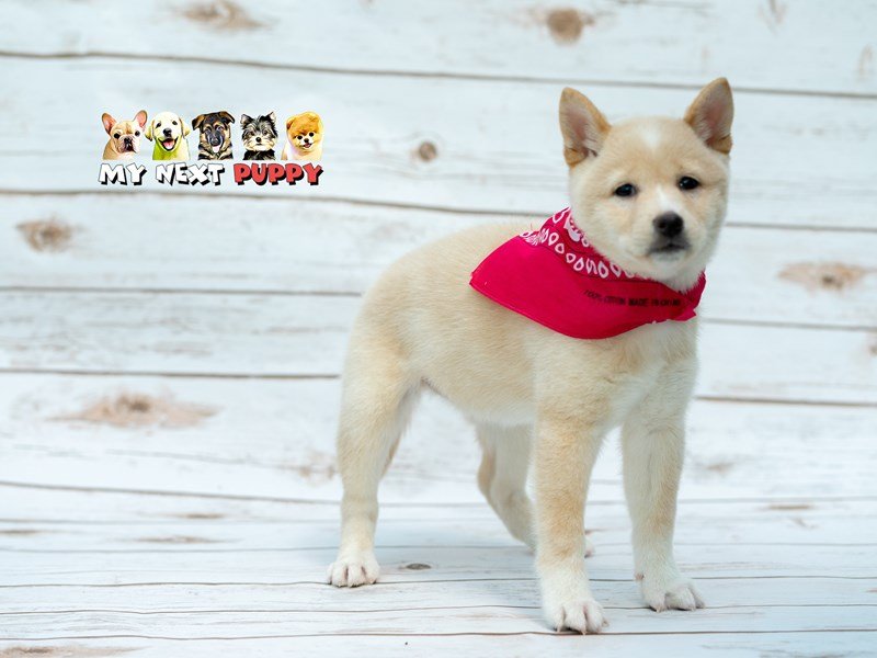 Shiba Inu-DOG-Female-CR-2199082-My Next Puppy