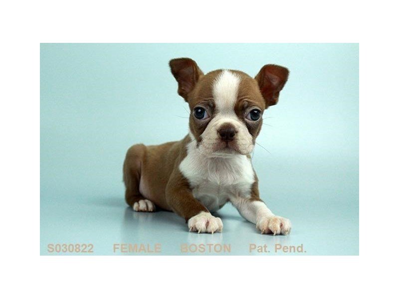 Boston Terrier-DOG-Male-Brown & White-2201778-My Next Puppy