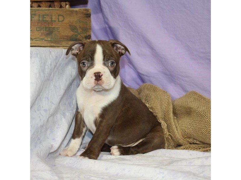 Boston Terrier-DOG-Male-Brown & White-2201790-My Next Puppy