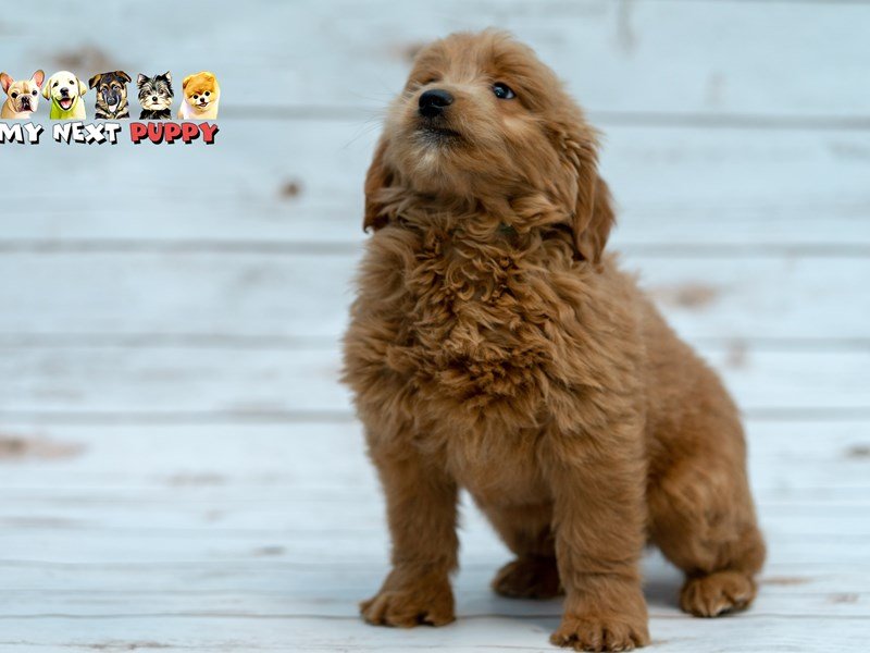 Miniature Goldendoodle-DOG-Male-Golden-2201917-My Next Puppy