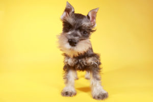 how to train my schnauzer puppy