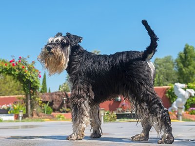 are schnauzers easy to house train