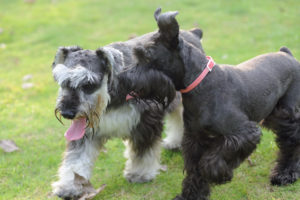 are schnauzers easy to house train