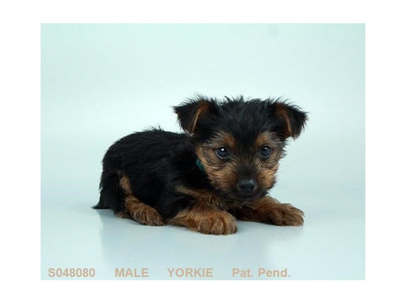 Yorkshire Terrier-DOG-Male-BLK & GLD-2175695-My Next Puppy