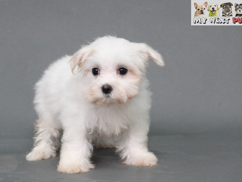Maltese-DOG-Female-White-2178725-My Next Puppy