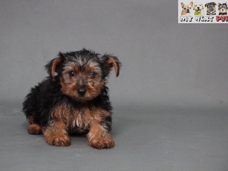 Yorkshire Terrier-DOG-Male-Black-Tan-2178711-My Next Puppy