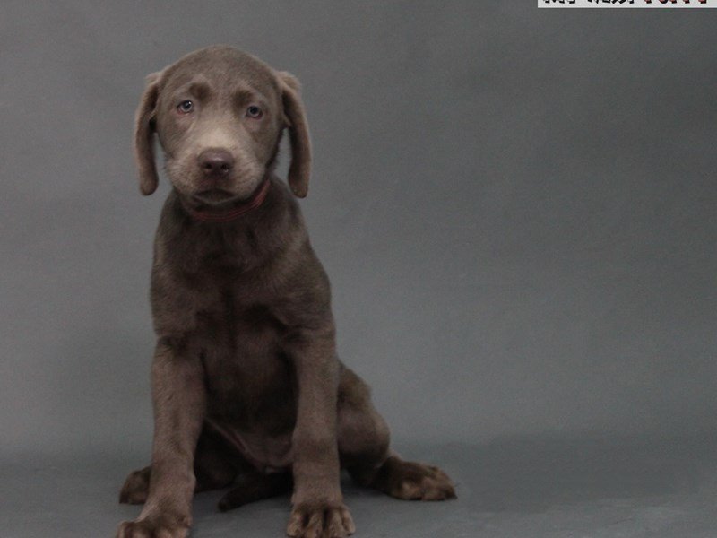 Labrador Retriever-DOG-Female-Silver-2178701-My Next Puppy