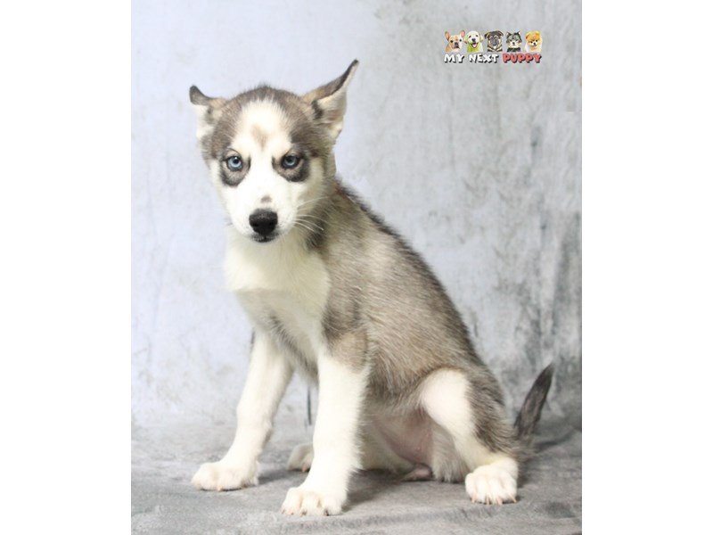 Siberian Husky-DOG-Female-BLK & WH-2180607-My Next Puppy