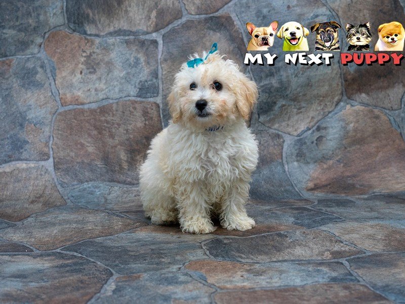 Bichon Poo-DOG-Male-Tan-2192812-My Next Puppy