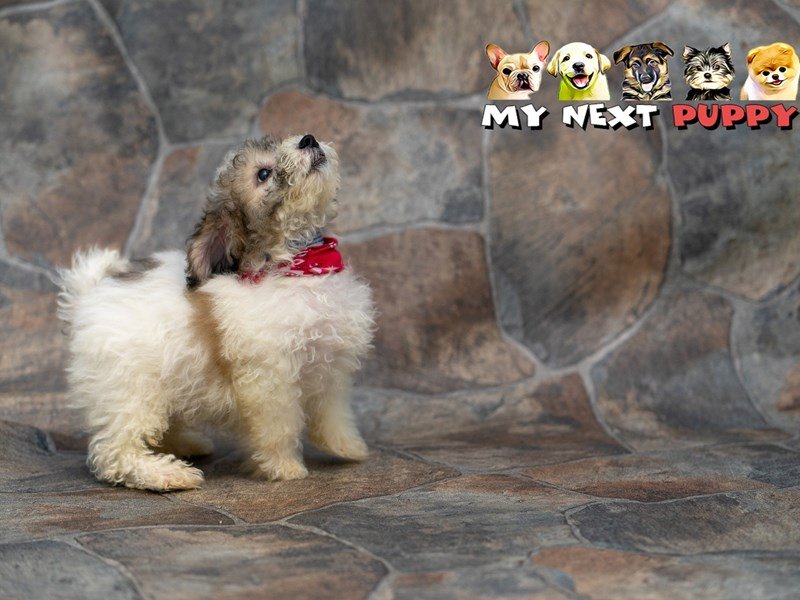 Havachon-DOG-Male-Sable & White-2192820-My Next Puppy