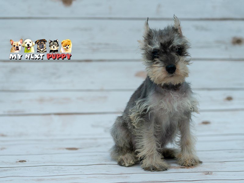 Miniature Schnauzer-DOG-Male-Silver-2202022-My Next Puppy