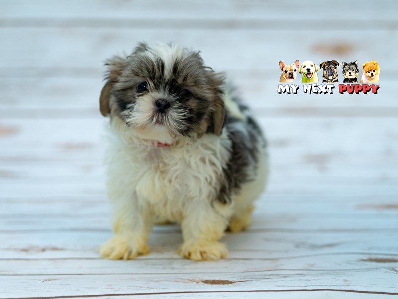 Shih Tzu-DOG-Female-Sable & White-2201824-My Next Puppy