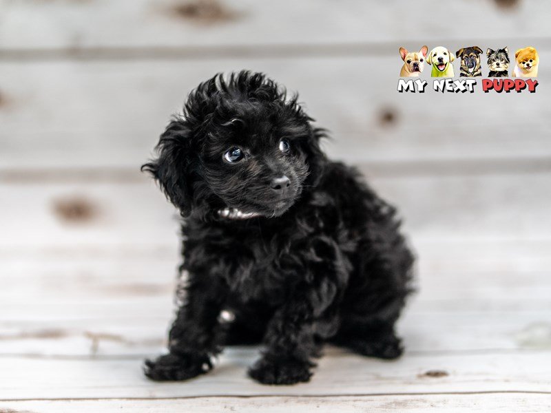 Miniature Poodle/Golden Retriever-DOG-Female-Black-2201597-My Next Puppy