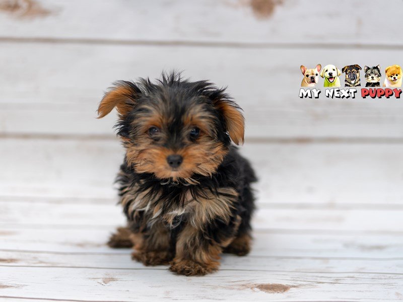 Yorkshire Terrier-DOG-Male-Black & Tan-2201814-My Next Puppy