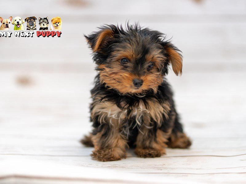 Yorkshire Terrier-DOG-Male-Black & Tan-2201801-My Next Puppy