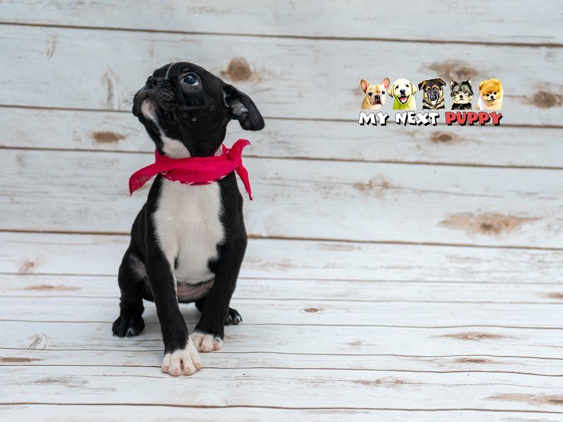 Boston Terrier-DOG-Female-Black-2209528-My Next Puppy