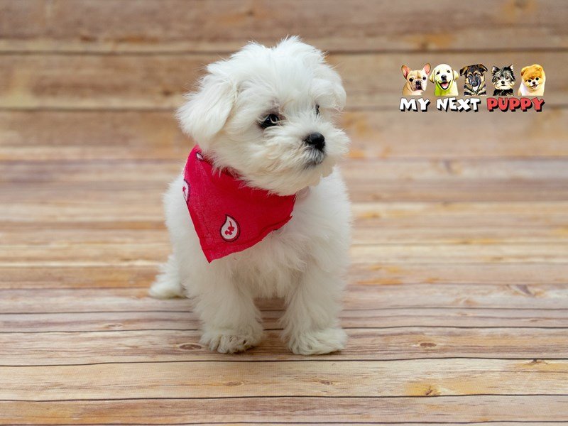 Maltese-DOG-Male-White-2209527-My Next Puppy