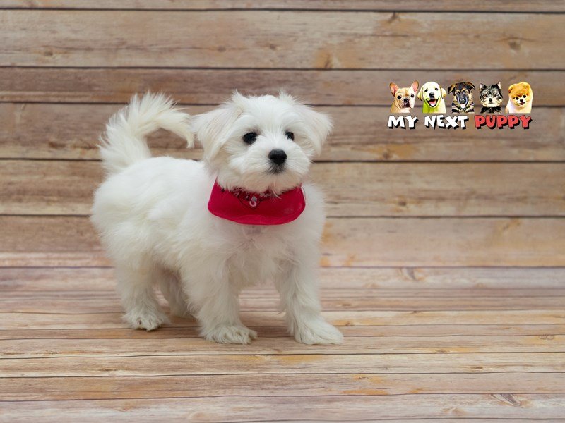 Maltese-DOG-Male-White / Cream-2209526-My Next Puppy