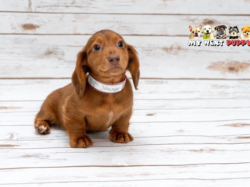 Dachshund-DOG-Male-Red-2209538-My Next Puppy