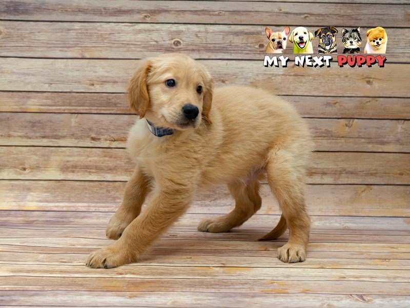 Golden Retriever-DOG-Male-Golden-2209533-My Next Puppy