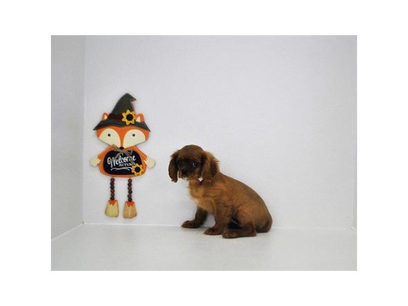 Cavalier King Charles Spaniel-DOG-Female-Ruby-2213263-My Next Puppy