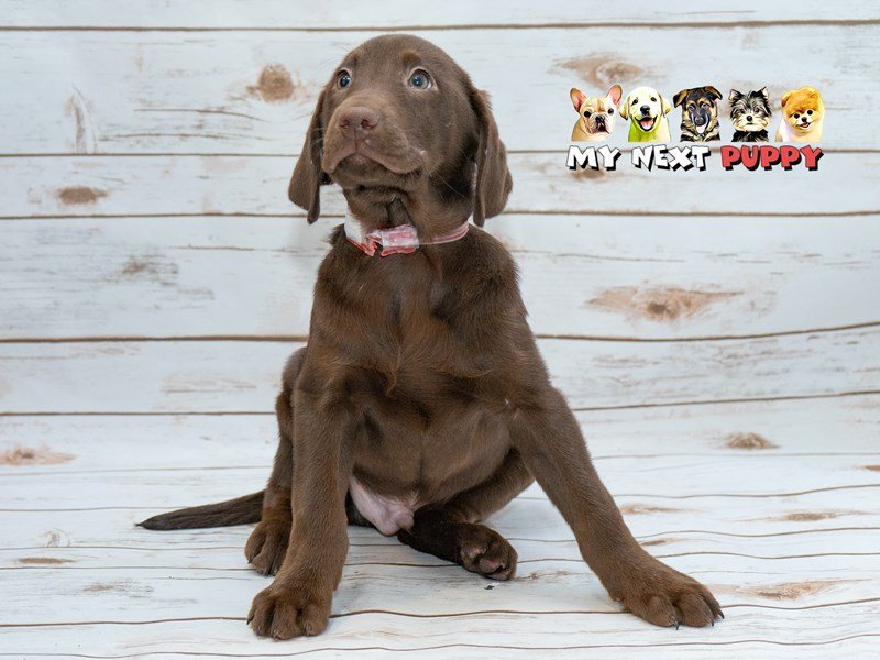 Labrador Retriever-DOG-Male-Chocolate-2214924-My Next Puppy