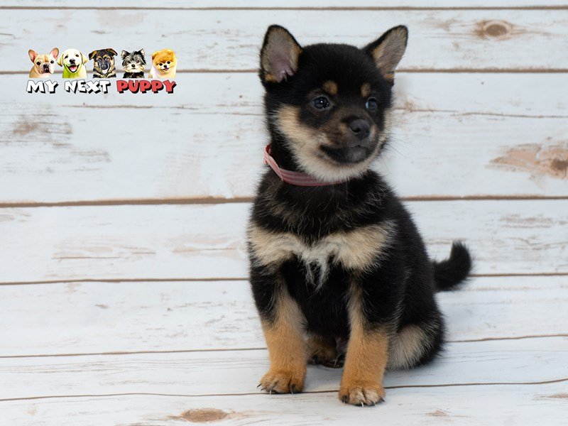 Shiba Inu-DOG-Male-black and tan-2214932-My Next Puppy