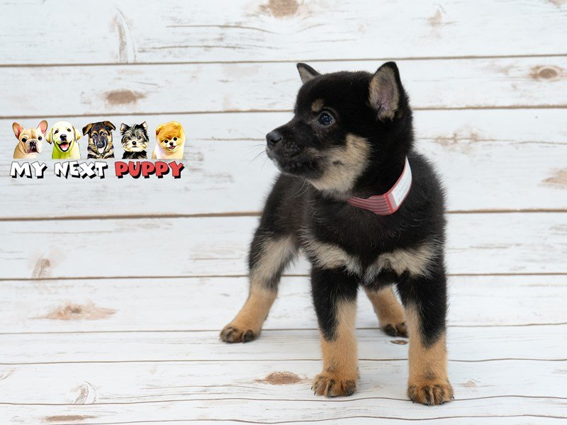 Shiba Inu-DOG-Male-Black and tan-2214938-My Next Puppy