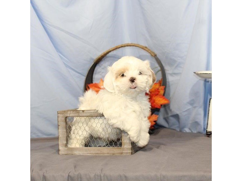 Shih Tzu-DOG-Female-White / Cream-2218566-My Next Puppy