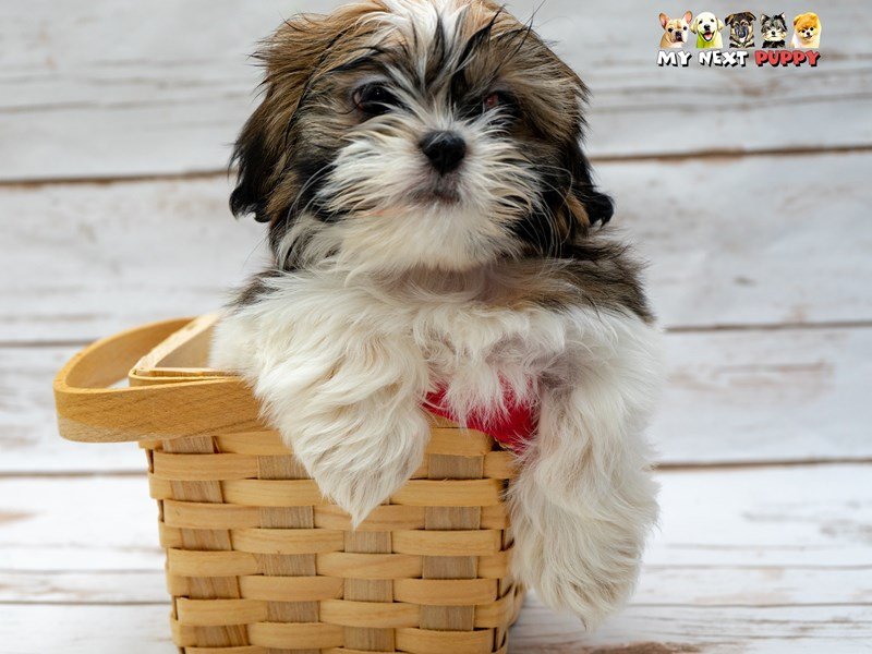 Shih Tzu-DOG-Female-White / Gold-2223650-My Next Puppy