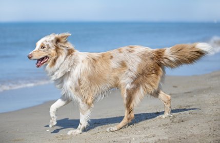 australian shepherd family