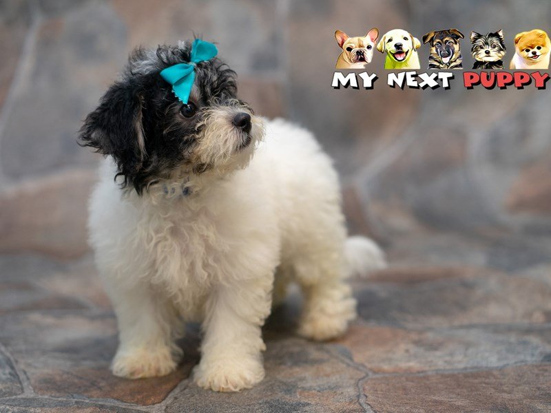 Havachon-Male-Black & White-2192824-My Next Puppy