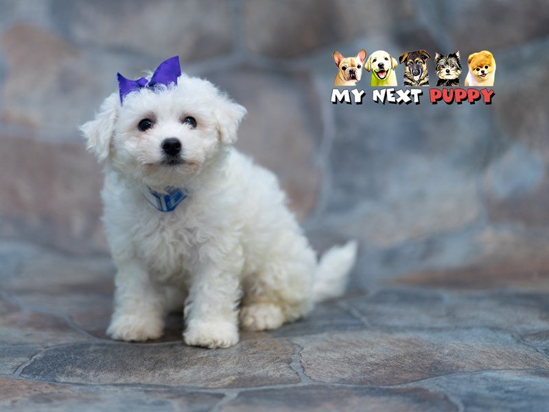 Bichon Frise-DOG-Male-White-2198059-My Next Puppy