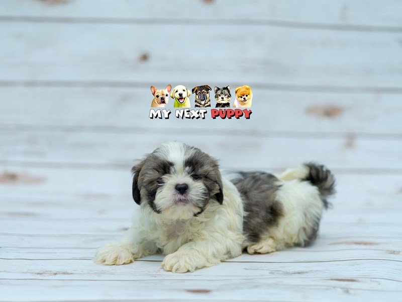 Shih Tzu-DOG-Male-Sable & White-2201820-My Next Puppy