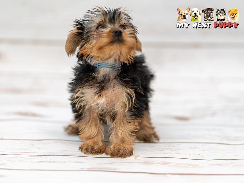 Yorkshire Terrier-DOG-Male-Black & Tan-2201792-My Next Puppy