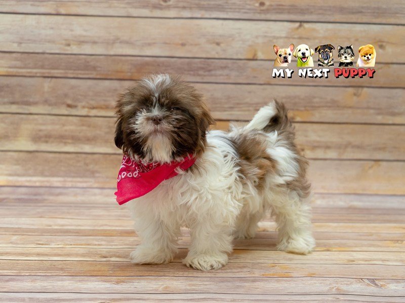 Shih Tzu-DOG-Male-Liver / White-2209539-My Next Puppy