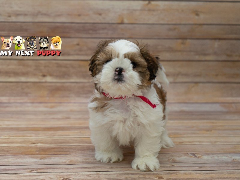 Shih Tzu-DOG-Male-White Chocolate Gold-2209525-My Next Puppy