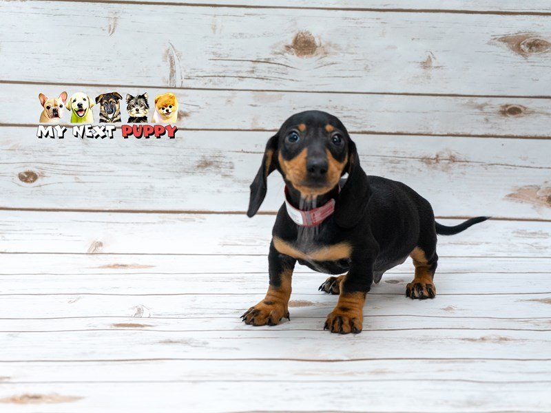Dachshund-DOG-Male-Black / Tan-2209535-My Next Puppy