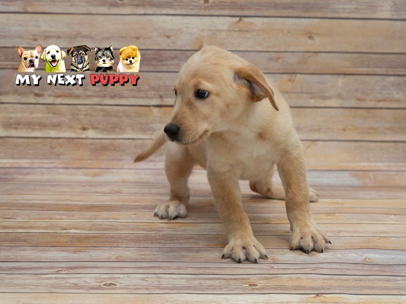 Labrador Retriever-DOG-Female-Yellow-2209534-My Next Puppy