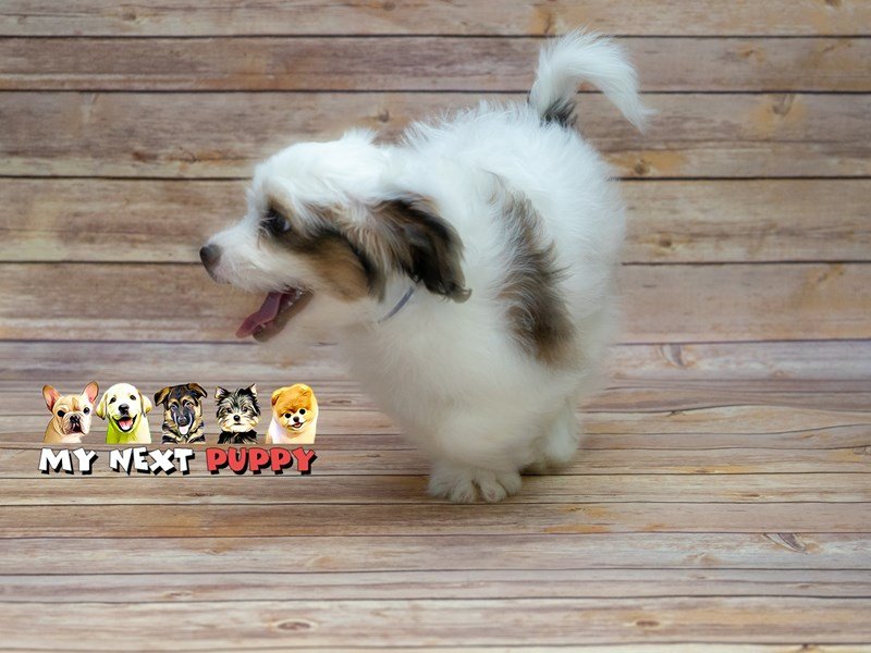 Bichon/Shih Tzu-Male-White / Gold-2209530-My Next Puppy