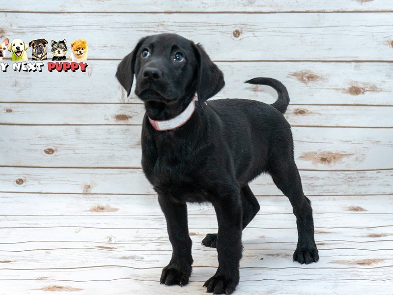 Labrador Retriever-DOG-Male-Black-2214904-My Next Puppy