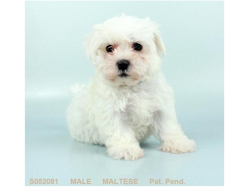 Maltese-DOG-Male-WH:BLK PTS-2218060-My Next Puppy