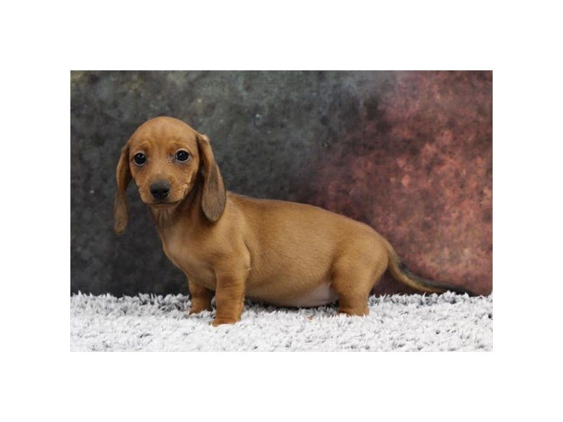 Dachshund-DOG-Female-Red-2218550-My Next Puppy