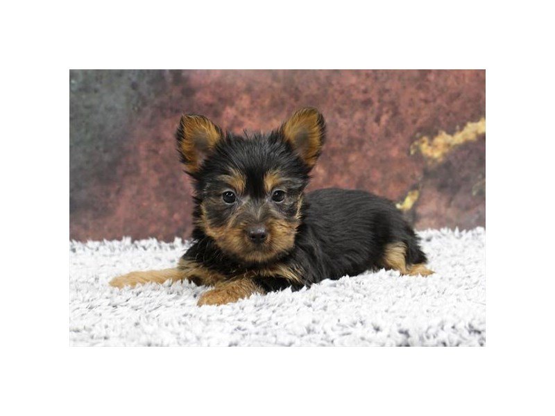 Silky Terrier-DOG-Male-Black / Tan-2218555-My Next Puppy