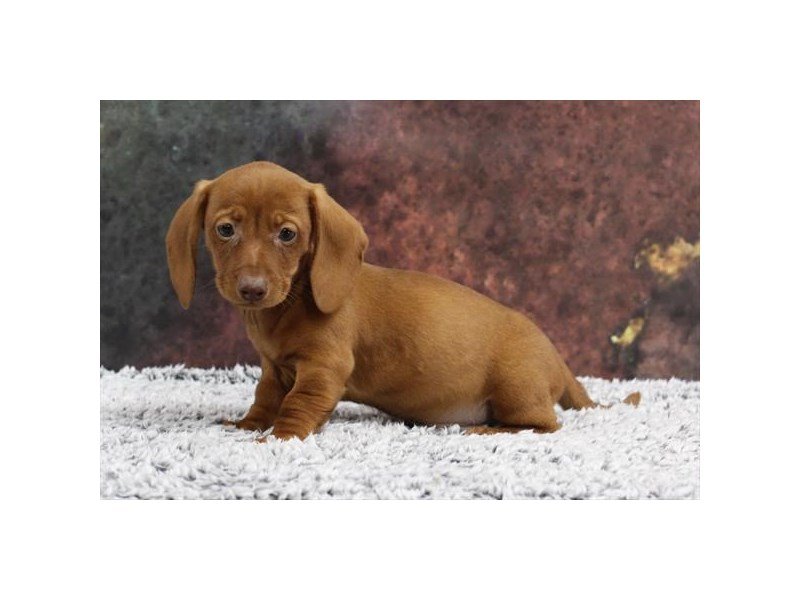 Dachshund-DOG-Male-Red-2218556-My Next Puppy