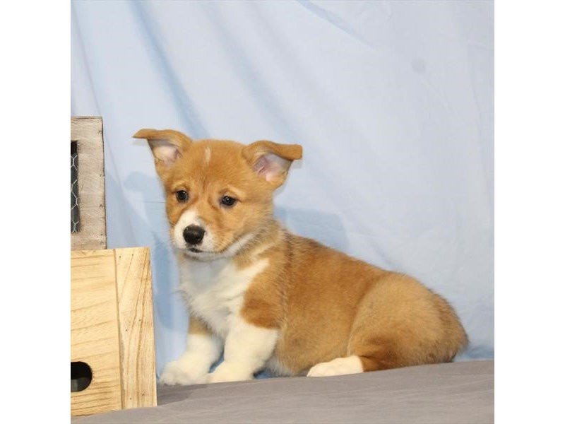 Pembroke Welsh Corgi-DOG-Female-Red-2218567-My Next Puppy