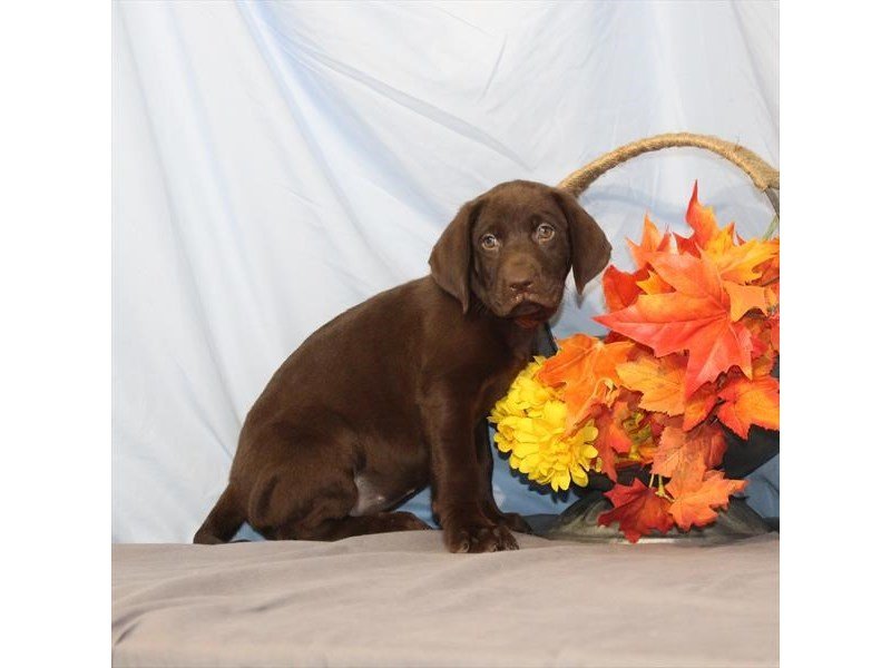 Labrador Retriever-DOG-Female-Chocolate-2218570-My Next Puppy